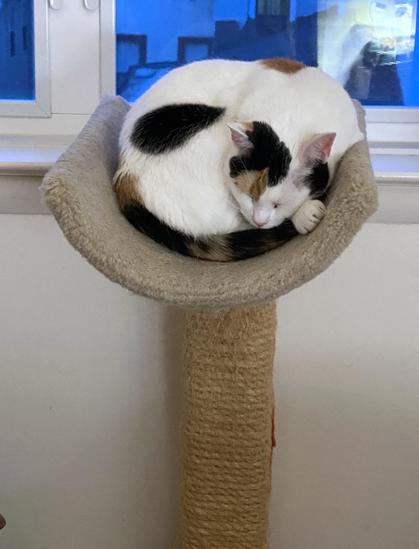 Photo of a mostly white calico cat curled tightly in the U-shaped top nest of a cat tree.  Below her is the jute trunk, much loved of all kittens, and behind are window panes showing blue-tinted walls of houses beyond.