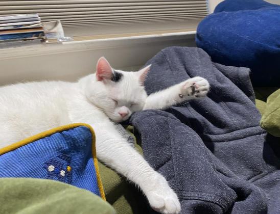 A white cat with a pink nose and chubby cheaks is sprawled on the back of a green couch, one arm under his face and extended straight out in front of him, the other at a 90 degree angle, forward toward the photographer.  He's lying partly on the hood of a sweatshirt, and there are blue pillows nearby.
