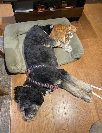 An olive-green dog bed with raised arms and back is lying on an oak wood floor.  A very large Bernedoodle, mostly black, is sprawled on her side so that her butt and hind legs are in the bed, and her shoulders, head, and front paws are on the floor.  An orange marble tiger cat with a white chest has curled up in the corner of the bed, between her tail and heels.
