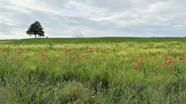 ein getreidefeld mit roten mohnblumen