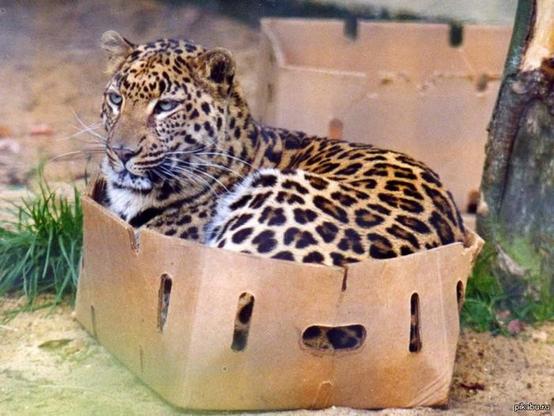 A photograph of a leopard reclining in a large box.