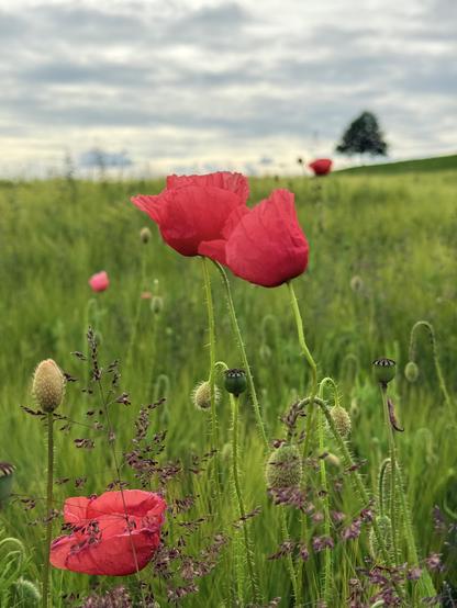 zwei rote mohnblumen