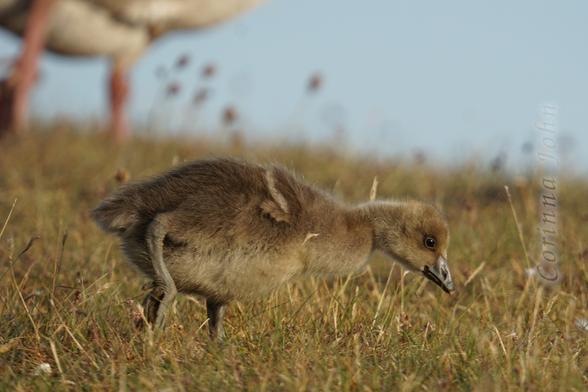 Ein Gänseküken läuft über eine Wiese, im Hintergrund unscharf die Füße eines Elternvogels.