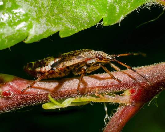 Bug on a twig