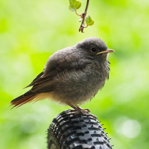 A young Black redstart sits on the tire of a bycicle trailer 
Looking right
Some ivy hsnging from the top