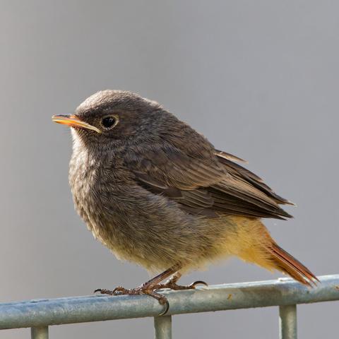 Now the little bird sits on a fence looking left