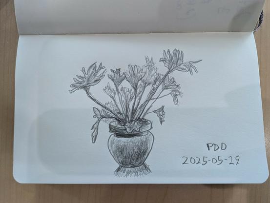 Pencil sketch of a potted plant with large leaves on the ends of long stems.