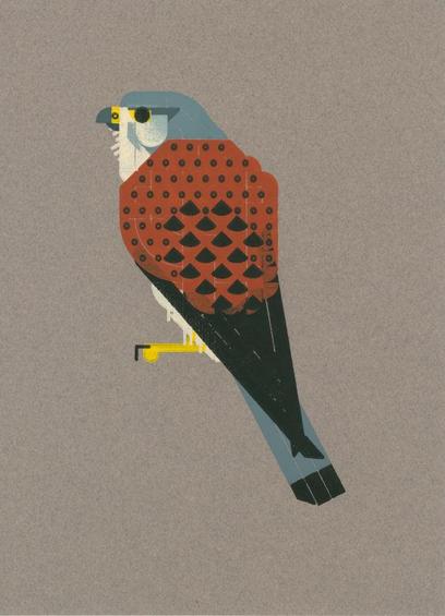 Stylized print of a bird of prey. With its back towards us, facing left. It has a grey head with sand color throat and cheeks. A brown back is dotted with small black dots, getting a bit larger further down. The wing tips are black, the tail gray, with black at the end. A single yellow toe with talon peeps out. Printed on a warm brown/gray, slightly textued paper.