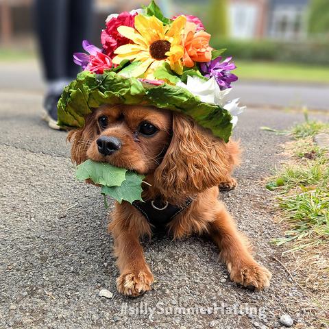 Original alt txt: A coppery brown Cavalier King Charles spaniel with huge scruffy ears, lying down on a pavement. He's got a mouth full of leaves, and is looking off to the left obviously distracted by something (it was more leaves)

My addition: He is now wearing a raggedy leafy green hat piled high with brightly coloured flowers.