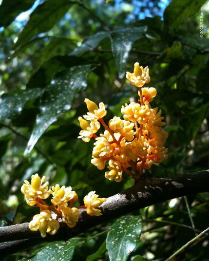 Sprigs of small golden flowers shooting directly from the branch of the fine-leaved tuckeroo tree.
