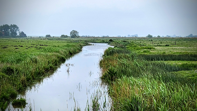 im Hinterland direkt hinter dem Deich liegt ein Wassergraben zwischen grünen Wiesen im verregnetem Grau.