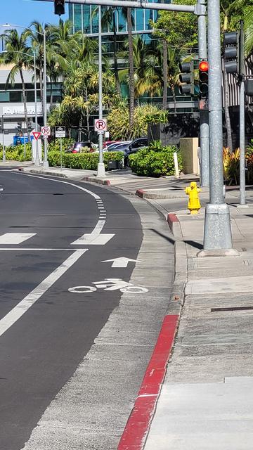 Marked bicycle lane among palm trees