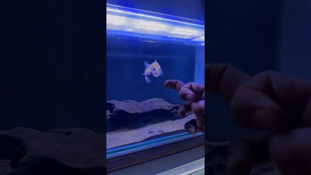 ikan channa asiatica ws makan jangkrik #channa #snakehead #channaauranti #fish #aquarium