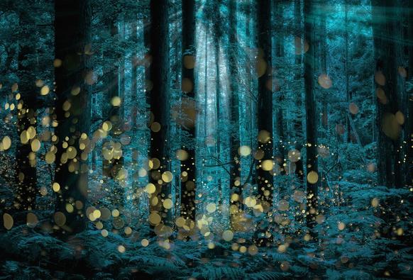 The image depicts a dense forest scene with a mystical atmosphere. The dominant color is a cool teal, giving the forest a serene and otherworldly feel. Tall trees with dark trunks and lush green foliage create a sense of depth and enclosure. Moonlight filters through the canopy, casting rays of light that illuminate parts of the forest floor. The ground is covered with ferns and other underbrush, adding to the natural setting.

In the foreground, numerous glowing orbs of varying sizes float and drift, resembling fireflies or magical lights. These orbs are primarily yellow and gold, contrasting with the cool tones of the forest. The light from these orbs creates a bokeh effect, adding a dreamy quality to the scene. The overall composition is balanced, with the light filtering through the trees and the glowing orbs creating a harmonious blend of natural and fantastical elements.

Provided by @altbot, generated privately and locally using Ovis2-8B