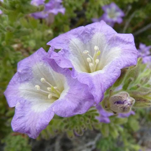 Two large purple flowers with funnel-shaped petals and bright white centers dominate the foreground, each displaying five prominent white stamens with pale yellow anthers. The flowers have a delicate, papery texture with subtle veining on the purple petals. Behind them, additional purple blooms can be seen among the green, somewhat fuzzy foliage. A closed flower bud is visible on the right side of the image, showing the same purple coloration with a slightly darker, more concentrated hue.
