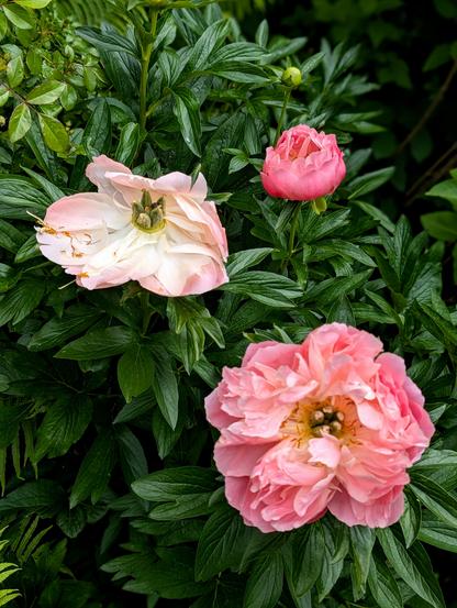 Drei Pfingstrosen in verschiedenen Stadien der Blüte, von zart geöffnet über voll erblüht bis leicht verwelkt, eingebettet in sattgrünes Laub.
Peonies at different stages of bloom—softly opening, in full glory, and gently fading—nestled in rich green foliage.
(Foto by Johann Seidl, Gartenpoet)