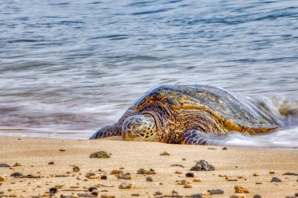 A turtle resting on the beach as waves wash over it