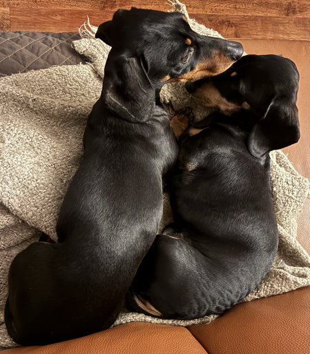 Miniature Dachshunds Max and Milo on their bed
