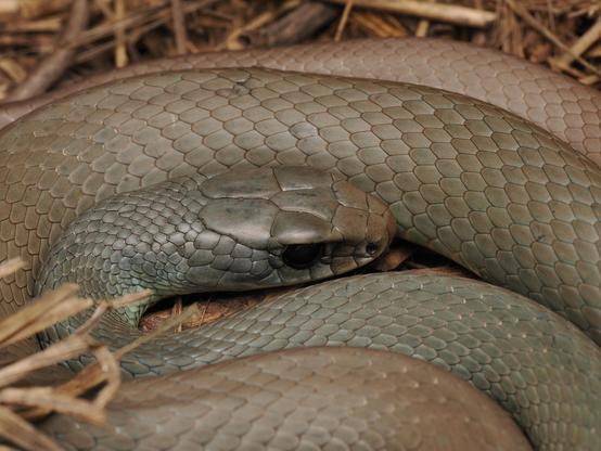 A close-up of a snake's face as it lies curled up in brown grass. The snake is a fairly uniform greenish-brown in colour, slender in build, and has a slender head with dark eyes.