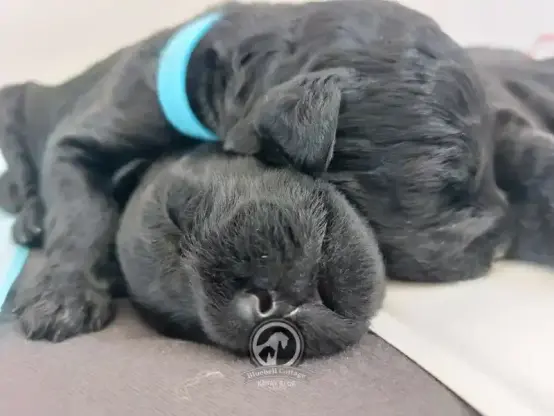 Nahaufnahme vom Kopf von zwei neu geborenen Hunde Welpen mit schwarzem Fell und geschlossenen Augen die übereinander liegen und kuscheln.