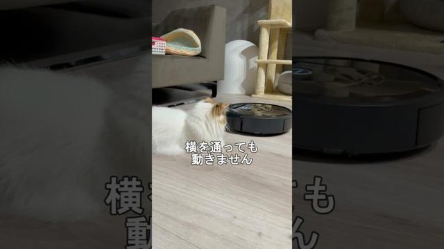 ルンバに対する猫たちの反応が違いすぎたw #cat #猫のいる暮らし #猫 #ねこ #マンチカン