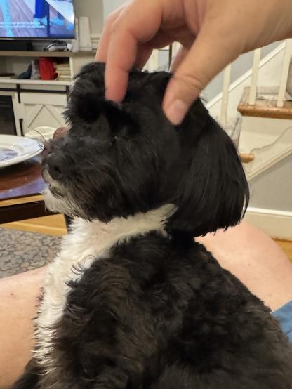 The image shows a small black and white dog being petted by a person. The dog has a shaggy coat with a predominantly black color and a white patch on its chest. Its head is being gently stroked by a human hand, which is visible in the upper part of the image. The dog appears to be sitting on someone's lap, as part of a person's leg is visible in the lower left corner. The background includes a television displaying a scene with blue and white colors, a white entertainment unit with various items, and a staircase with white railings. The setting appears to be a cozy living room.

Provided by @altbot@fuzzies.wtf, generated privately and locally using Ovis2-8B

🌱 Energy used: 0.160 Wh