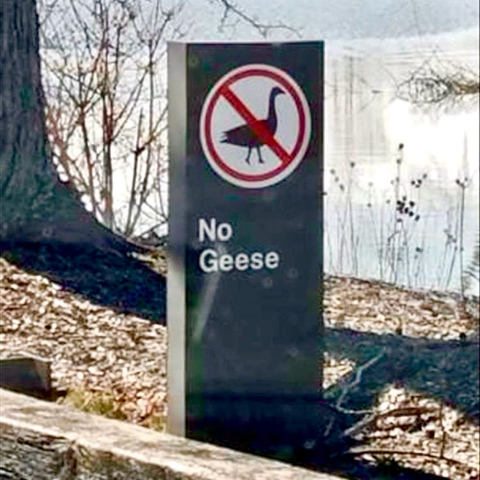 Sign reads “No Geese” and includes a graphic of a goose silhouette in a red circle with a line through it.