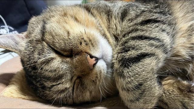 猫まんまのパチンコ【仮面ライダーＶ３】実機配信！