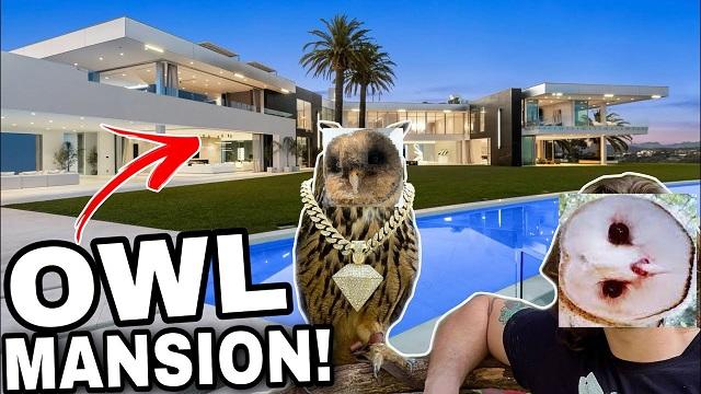 A Youtube thumbnail of a mansion, an eagle owl wearing a gaudy gold medallion, and a man, with the text "OWL MANSION!" and a red arrow pointing at the mansion.

BUT I've edited the eagle owl's face with the cutesy face of a melanistic barn owl and the man's face with a barn owl with its head tilted 90 degrees to the left.