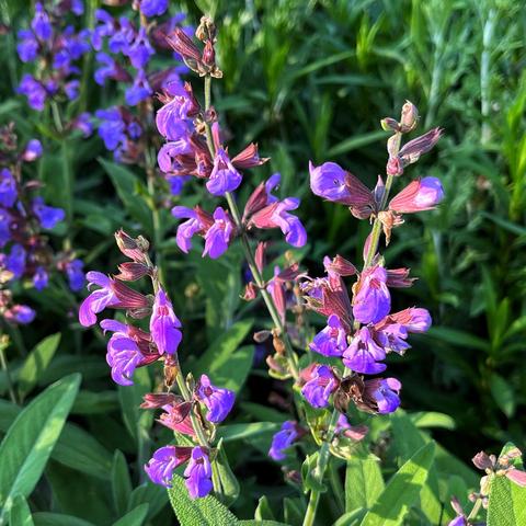 Purple flowers blooming on spikes of a culinary sage plant with dusty green leaves below, illuminated by some gentle evening sun.