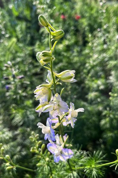 A spike of white larkspur flowers on a tall stem, with thin, feathery, green leaves below the flowers, with a mass of greenery and some other flowers in the background, all illuminated by the gentle evening sun.