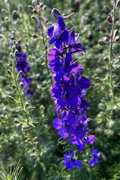 Deep purple-blue spikes of larkspur flowers on tall stems, almost glowing around their edges in the gentle evening sun, with greenery and some flowers from many other larkspurs in the background.