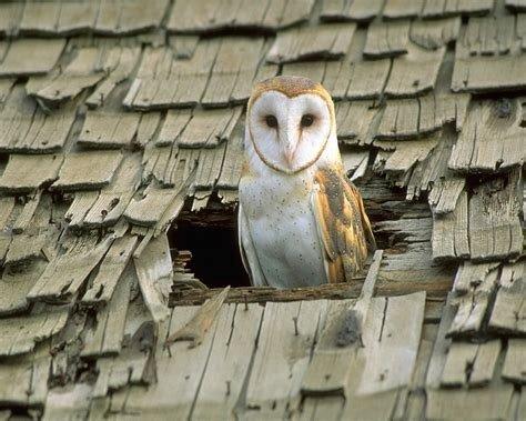 A barn owl standing in a hole in a roof.