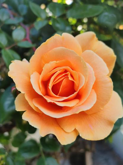 Buttery orange rose