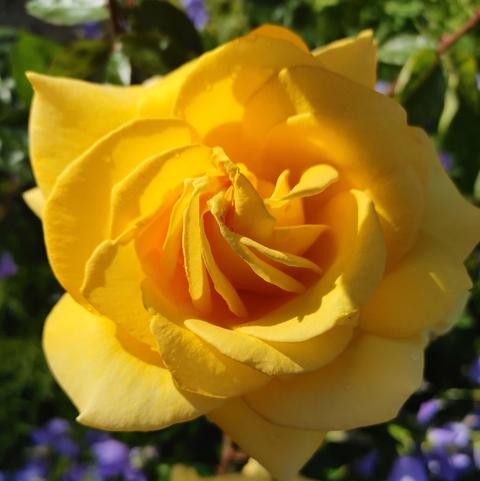 Side lit yellow rose with a tightly unfurling center