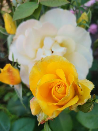 Another even tighter yellow rose in front of a pale white one