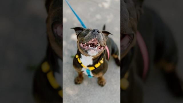 Found a Blind Puppy (who is SOO sweet) 😭 #dogphotography #streetportraits