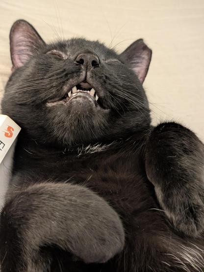 A black cat is lying down belly up. He has his front paws up and tucked. His mouth is slightly open so you see his teeth.