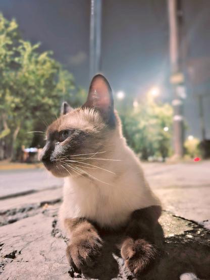 A cat on the street