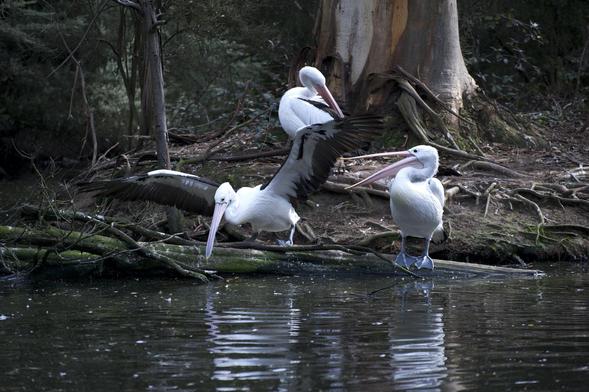 Pelicans, Australian Pelicans, funny birds, take off, comment, pond, big white birds, big beaks