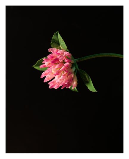 picture of a pink clover flower on a black background