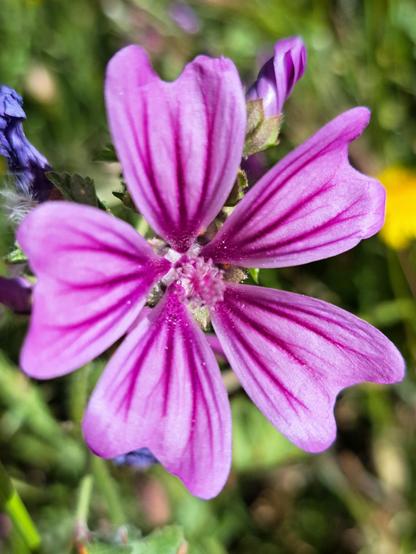 Primer plano de una flor de malva, 5 pétalos en dos tonos de morado con 3 nervios principales