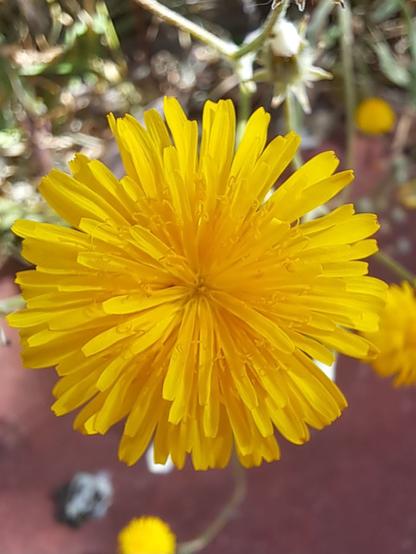 Flor amarilla de múltiples pétalos amarillos, podría ser un diente de león.