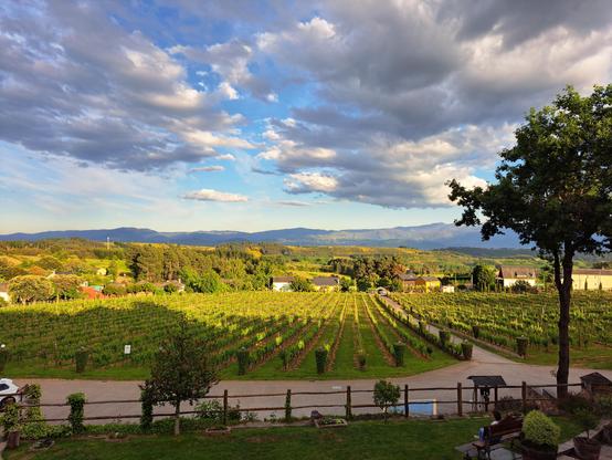 Vista de los viñedos y las montañas al fondo, el sol pasa entre las abundantes y separadas nubes para regar los viñedos con su luz. 

En primer plano in árbol y una valla de separan el camino para acceder al palacio