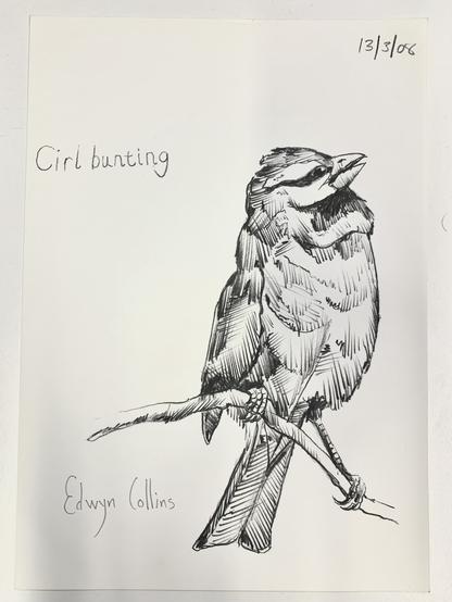 A black-and-white ink drawing of a Cirl Bunting perched on a branch. The artist's name, Edwyn Collins, and the date 13/3/06 are noted on the artwork.
