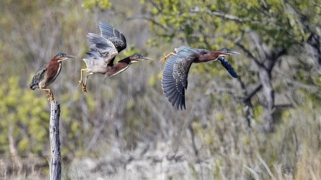 Cette image dévoile trois mouvements du héron vert déployant ses ailes et s’envolant vers l’autre bout du marais.