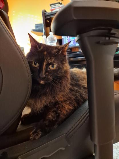 Una gata carey de pelo largo se sienta en una silla de escritorio de cuero negro. La gata está parcialmente escondido detrás del reposabrazos de la silla, solo su cabeza y parte de su cuerpo son visibles. Tiene ojos amarillos penetrantes y un pelaje con tonos negros y marrones.