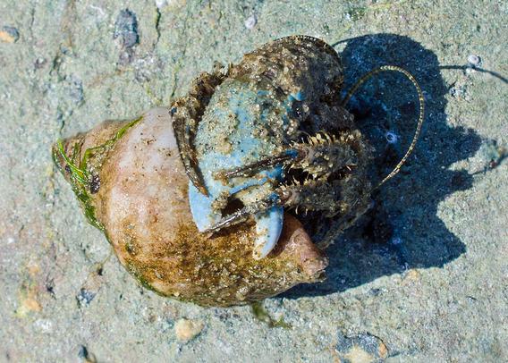 On a sandstone beach, a hermit crab lies exposed in the sunshine. He lies with three legs and the large cheliped wrapped around the shell, closing the opening; the rest of his body is hidden inside. The antennae are visible; one makes a loop, repeated in his shadow. The first segment of the large cheliped is bright blue; the rest of the hermit is greenish grey, partly obscured by sand grains, which also coat the whelk shell; a strand of sea lettucee is wrapped around the spire of the shell. (The white circle with a dark centre in the loop of the antenna is not an eye; it's a small barnacle; two others are visible in the sunlit area.)