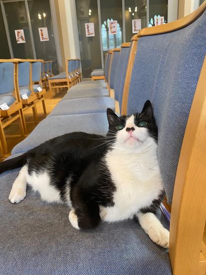 Black and white cat looking startled