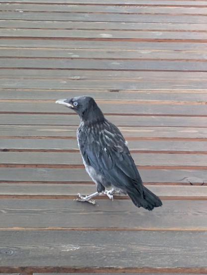 Foto einer jungen Krähe mit dunklem Gefieder, die auf nassen Holzbrettern steht. Sie hat große Augen, die ein wenig blau sind (Anzeichen für Jungvogel) und steht mit dem Rücken zu uns nach links gedreht da.